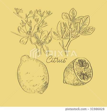 Vector drawn citrus with flowers in a sketch  31986828