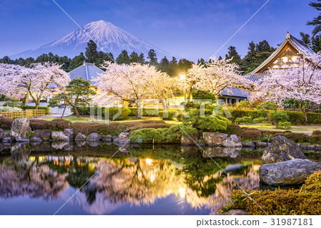 Mt. Fuji in Spring 31987181