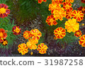 Marigold  31987258