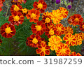 Marigold  31987259