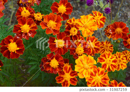 Marigold  31987259