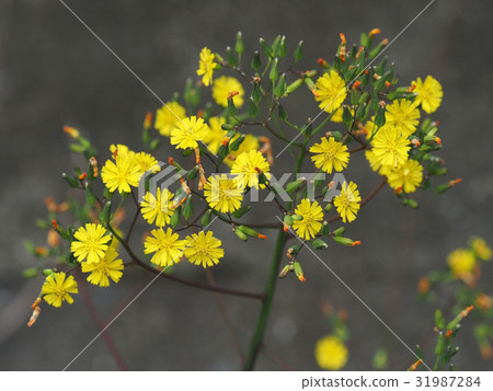 Onita Birako 31987284