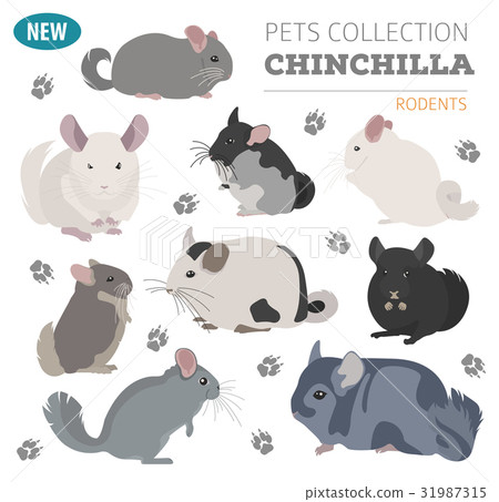 Vector Thin Line Breed Cats Icons Set. Cute Outline Animal Illustrations  Pet Design Stock Vector - Illustration of chinchilla, element: 113570537