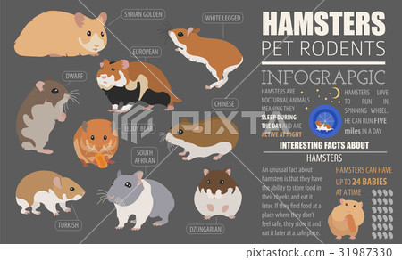 Hamster breeds icon set flat style isolated 31987330