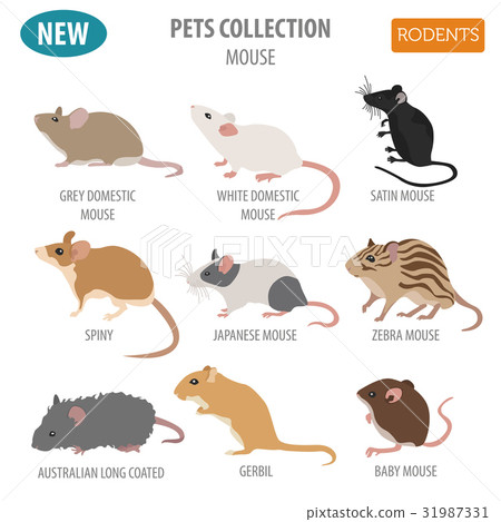 Mice Breeds Icon Set Flat Style Isolated On White Stock Illustration