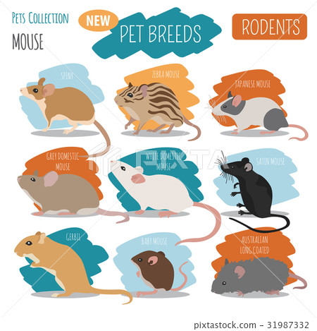 Mice breeds icon set flat style isolated on white Mice breeds icon set flat style isolated on white 31987332