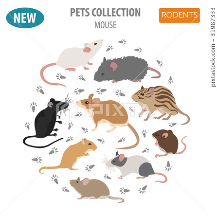 Mice breeds icon set flat style isolated on white 31987333