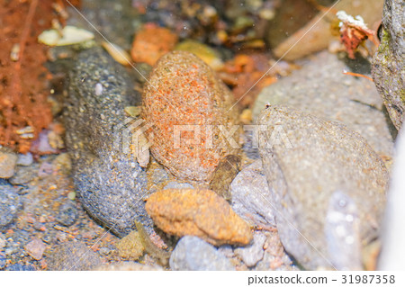 Salamander inhabiting Iwama 31987358