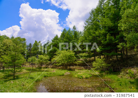 [山梨縣]八gor之池八嶽山腳 31987541