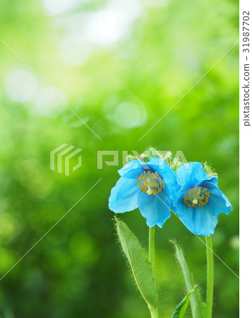 喜馬拉雅山的罌粟 31987702