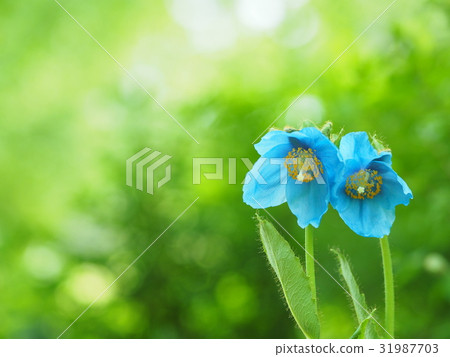 喜馬拉雅山的罌粟 31987703