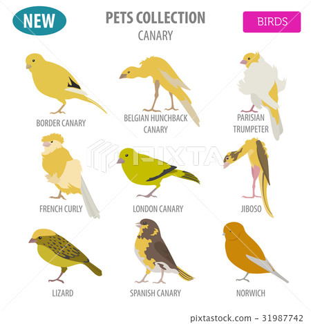 Canary breeds icon set flat style isolated  31987742