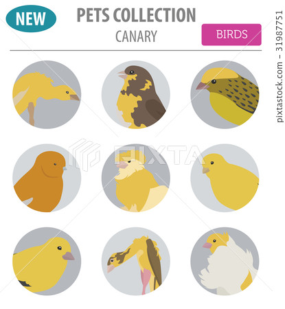 Canary breeds icon set flat style isolated  31987751