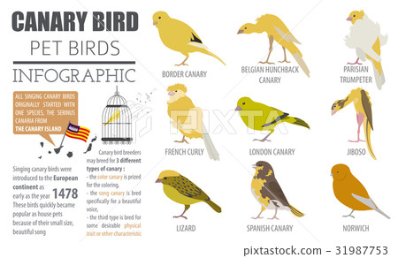 Canary breeds icon set flat style isolated  31987753
