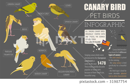 Canary breeds icon set flat style isolated Canary breeds icon set flat style isolated 31987754