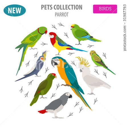 Parrot breed icon set flat style isolated on white Parrot breed icon set flat style isolated on white 31987763