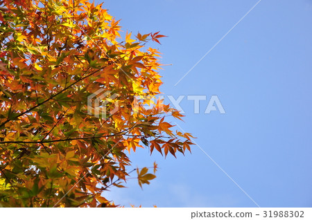 Autumn leaves floating in the sky 31988302