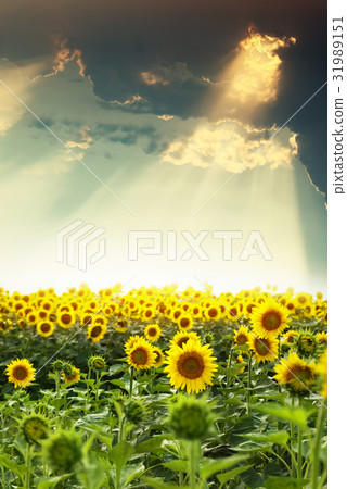 field of sunflowers field of sunflowers 31989151