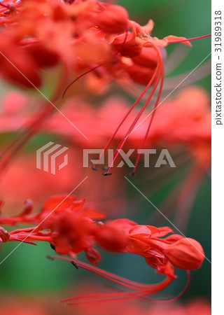 Plant flower flower dragon boat flower crazy flower dragon claw flower madman flower drum flower red flower long core red safflower red flower red safflower red flower 31989318