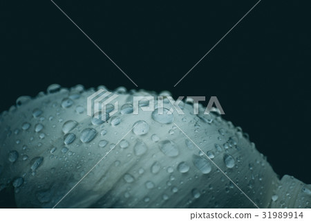 lotus leaves lotus leaves 31989914