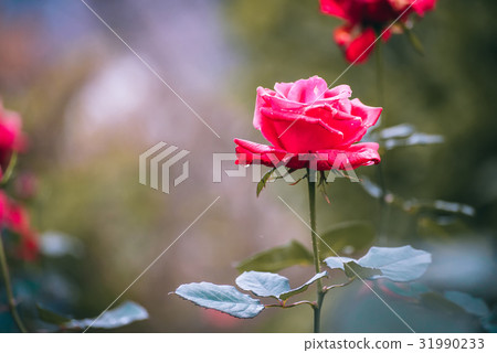 Rose, flower, plant, red, Roses, flowers, plants, red Rose, flower, plant, red, Roses, flowers, plants, red 31990233