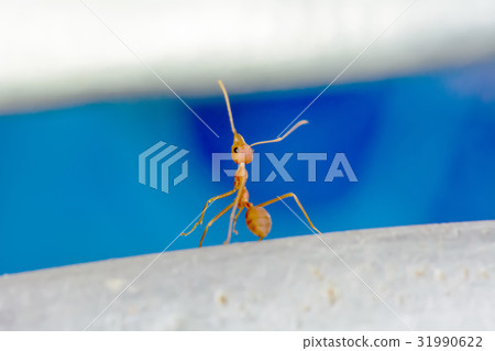 Single red ant 31990622