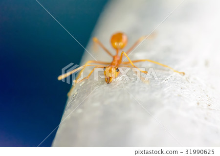 Single red ant 31990625