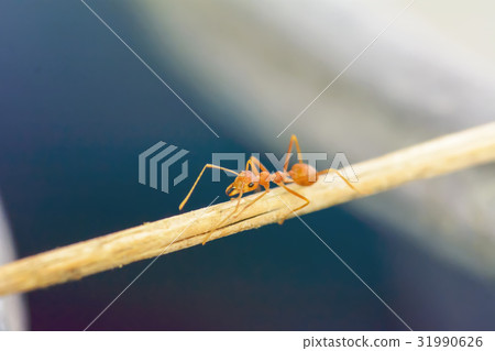 Ant walking on wood Ant walking on wood 31990626