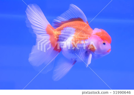 Goldfish in the cabinet 31990646