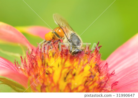 Bees on gaillardia 31990647