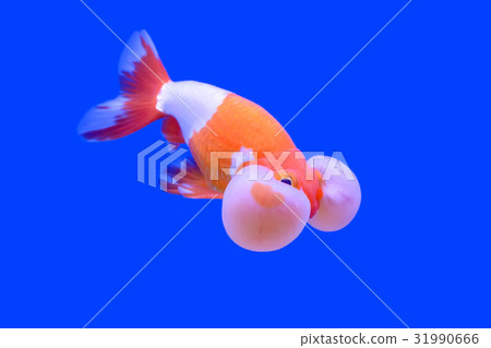 Goldfish in the cabinet 31990666