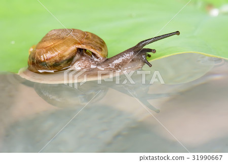 Snail is on the leaf 31990667
