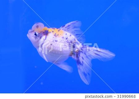 Goldfish in the cabinet Goldfish in the cabinet 31990668