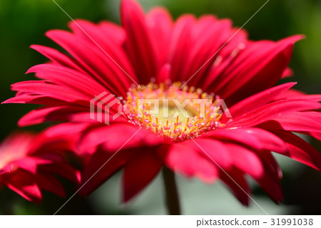 植物 花 花卉 非洲菊 太陽花 猩猩菊 花蕊 日頭花 粉紅色花蕊 紅花 紅花瓣 黃色花蕊 豔麗 特寫 31991038