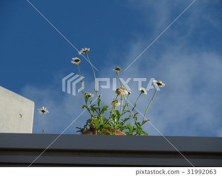雛菊 31992063
