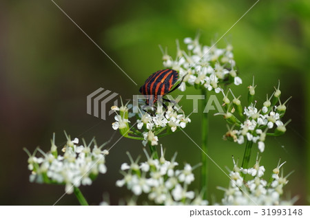 Akushi bamboo cattle curling in flowers 31993148