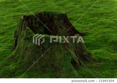 Stump and moss 31993304