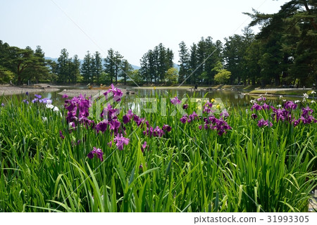 Ayame blooming Hikoshikuji garden 31993305