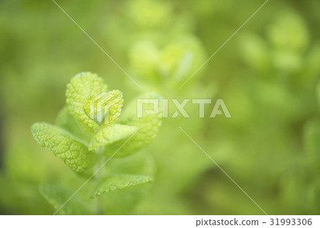Apple mint 31993306