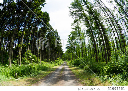 Gravel road through the pine forest 31993361