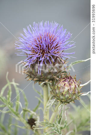 artichoke artichoke 31993696