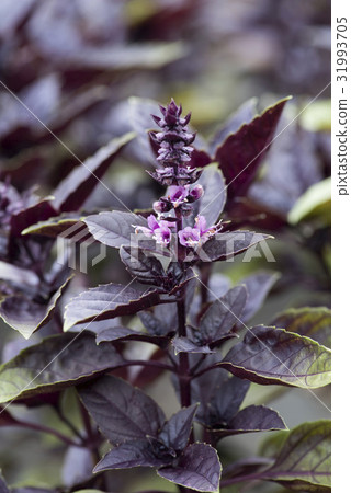 basil   31993705