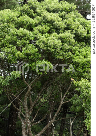 Natural plant Shibanikakei, Ryukyu Species. The figure with a leaf full of leaves, although it is a small tree, is brilliant 31994007