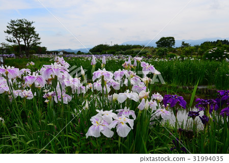 開花的虹膜和哈娜shawve在湖Lake Ayame花園 31994035