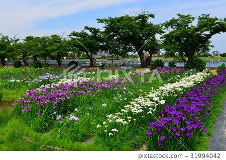 開花的虹膜和哈娜shawve在湖Lake Ayame花園 31994042