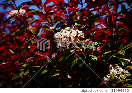 大麻moi花 大麻moi花 31994250