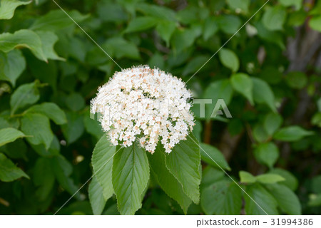 Viburnum 31994386