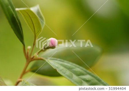 它是天然植物tennika，芽。在沖繩也發現它是分佈在東南亞的L科的植物 31994404