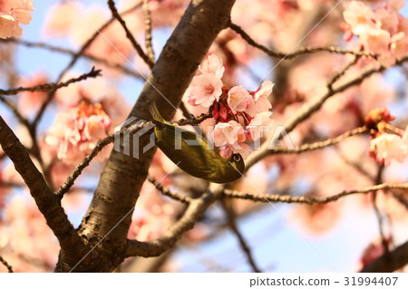 Hachisuka櫻花和mezzo Hachisuka櫻花和mezzo 31994407
