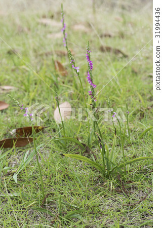 螺絲香蕉 31994436